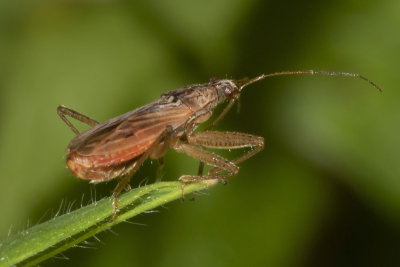 Heath Damsel Bug - Nabis ericetorum 22/10/18.jpg