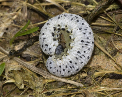 Figwort Sawfly larva poss 19/10/18.jpg