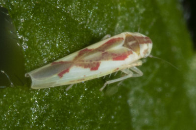 Leafhopper - Zygina sp possibly Z. angusta 24/10/18.jpg