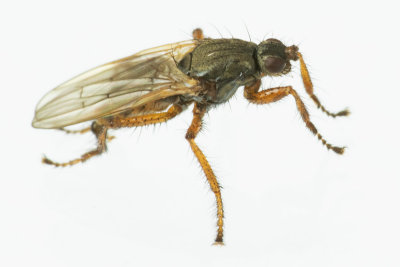 Dung Fly - Nanna flavipes probably 31/10/18.jpg