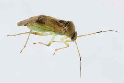 Pinalitus cervinus 05/11/18 side view.jpg