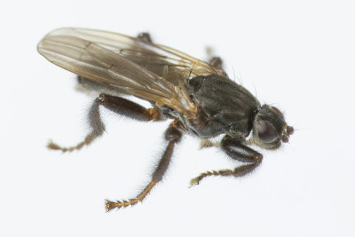 Kelp Fly - Coelopa pilipes 15/11/18.jpg