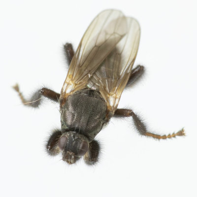 Kelp Fly - Coelopa pilipes 15/11/18 front view.jpg