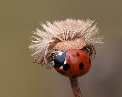 7 spot Ladybird - Coccinella 7-punctata 01-01-19.jpg
