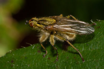 Yellow Dung Fly - Scathophaga stercoraria 01-01-19.jpg