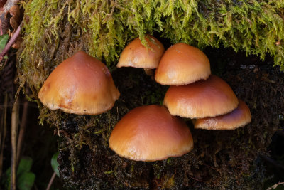 Funeral Bell - Galerina marginata 01/01/19.jpg
