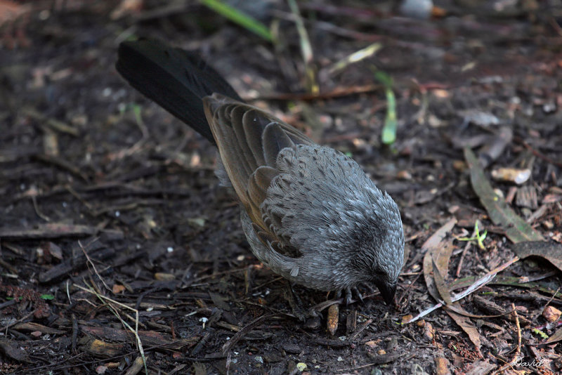 Apostle bird 