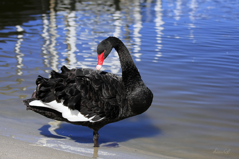Black Swan