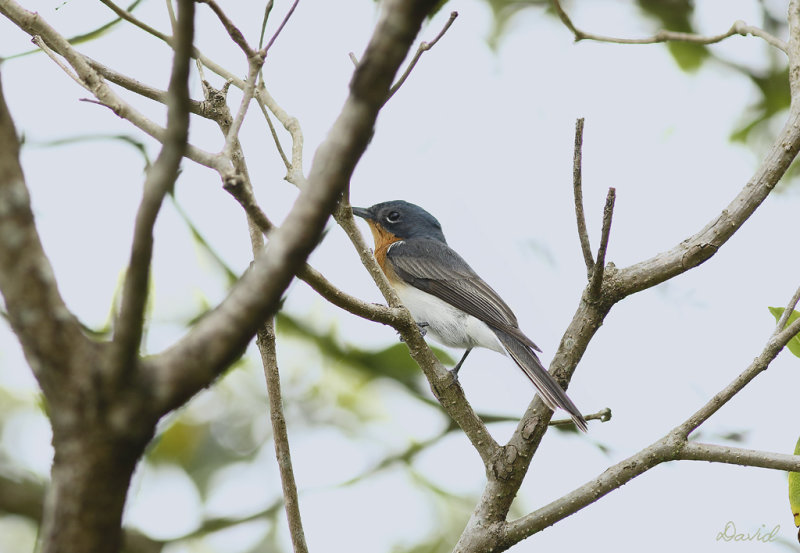 Flycatcher.jpg