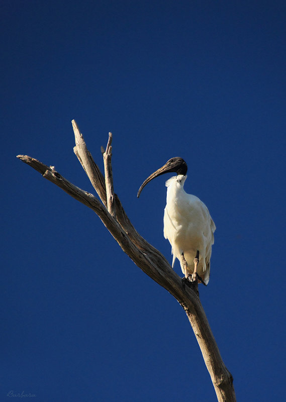 Australian White Ibis