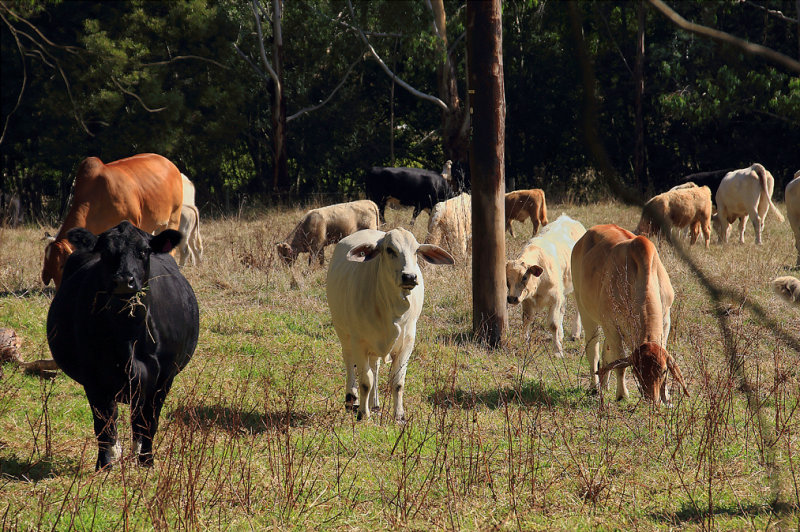 Cattle Grazing 