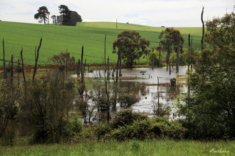 Small lake on local farm