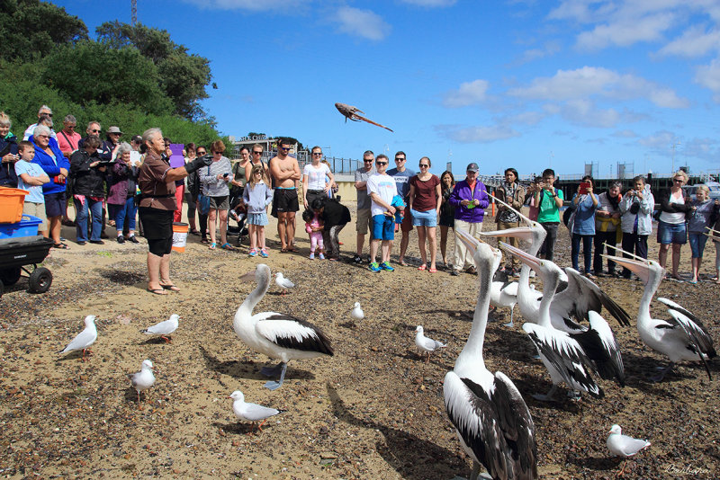 Pelican Feeding
