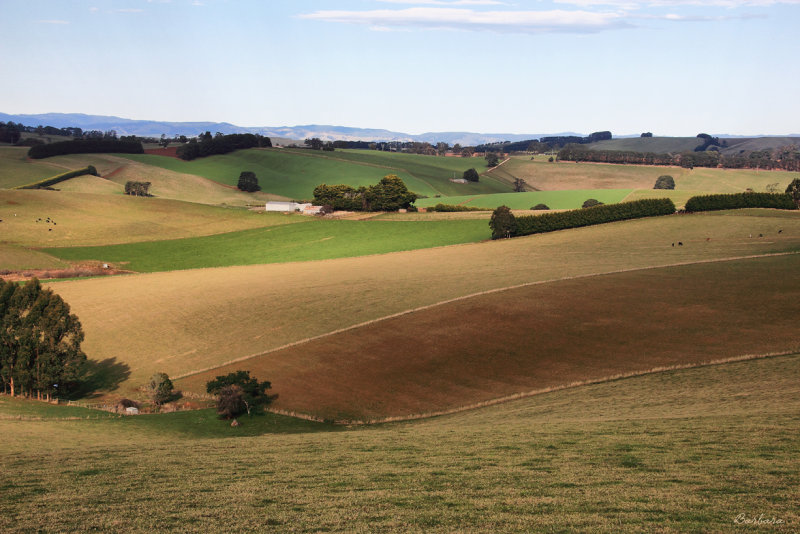 Patchwork Fields