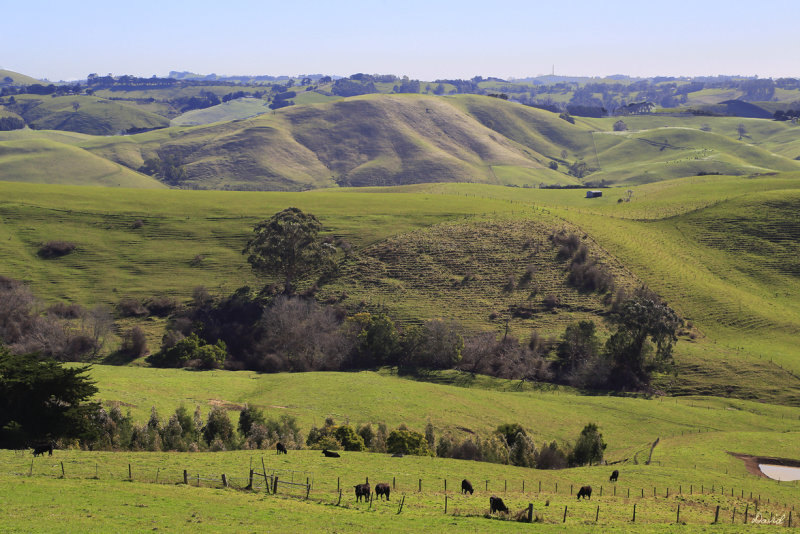 Jumbunna Countryside