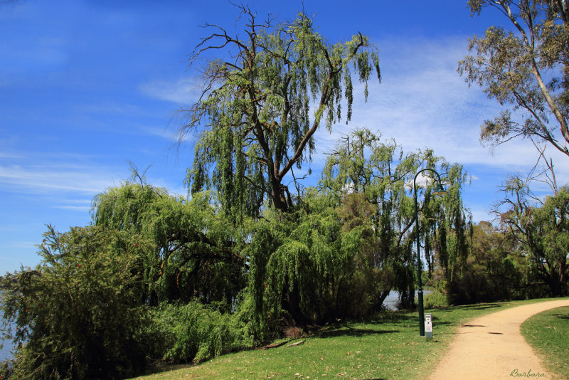Willows Lake Gutheridge
