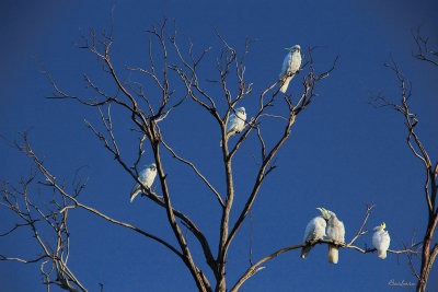 Sulphur Crested Cockatoos