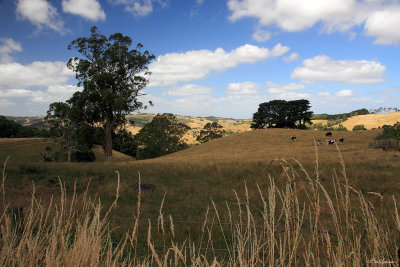 Korumburra Countryside