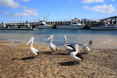 Pelicans