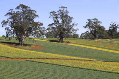 Daffodil Farm