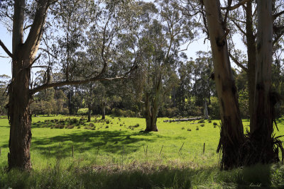 Tarago Reservoir Parklands