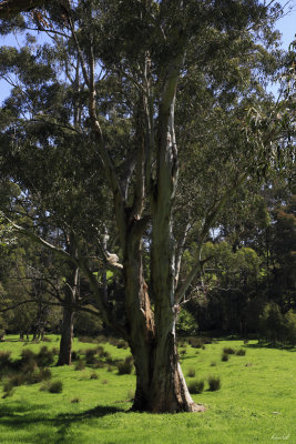 Gum Tree