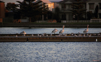 Pelicans at Twilight