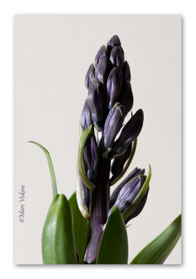 hyacinthus blauw