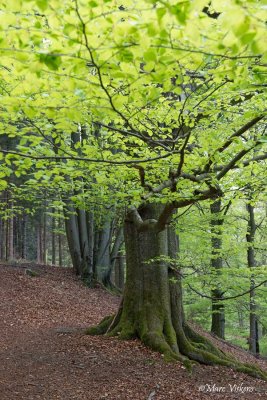 De grote oversteek: vallei van de Hogne