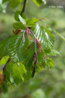 young leaves