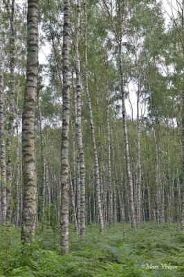 wandeling Landschap