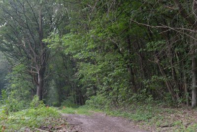 wandeling Landschap Maasmechelen