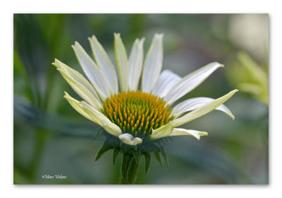 echinacea