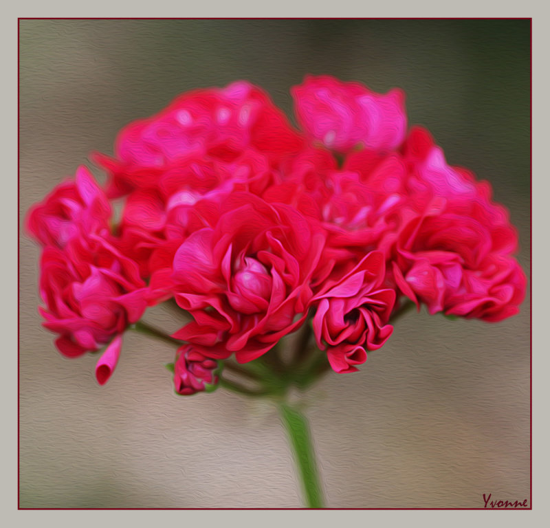 Rosebud Pelargonium - red