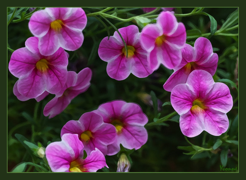 Calibrachoa Pink Eye