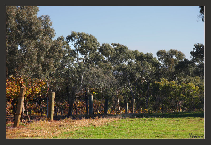 Turning leaves in late autumn