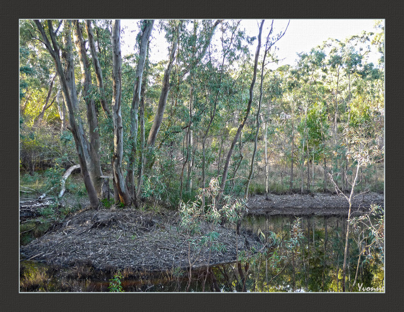A lake in the bushland