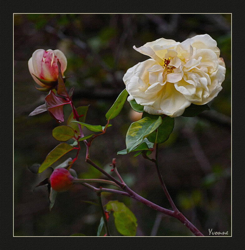 Winter flowering rose
