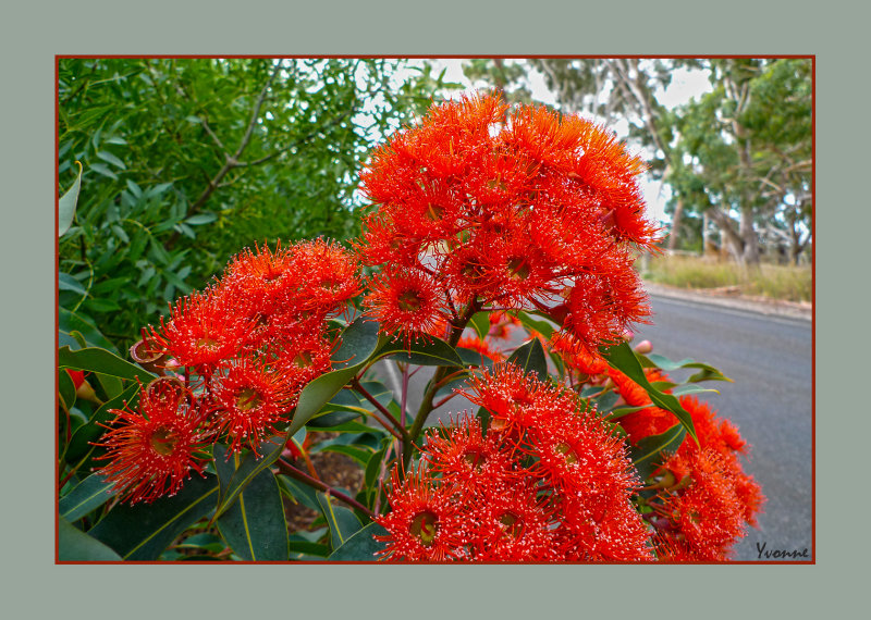 Corymbia (Eucalyptus) ficifolia  (red flowering gum)