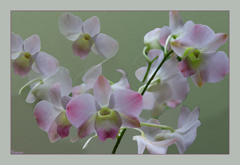 Orchids from the Bouquet