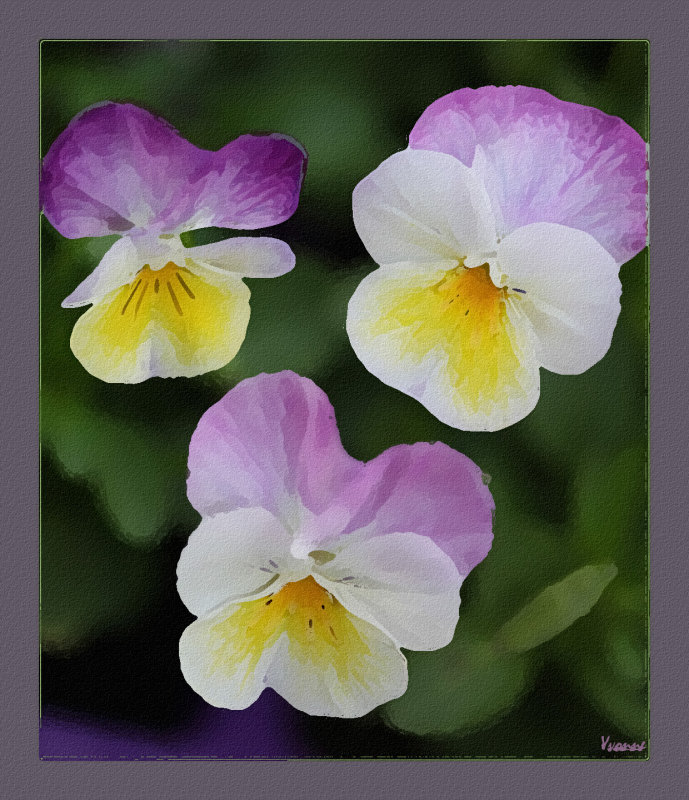 Violas