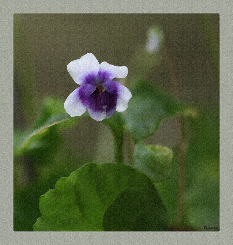 Australian native violet