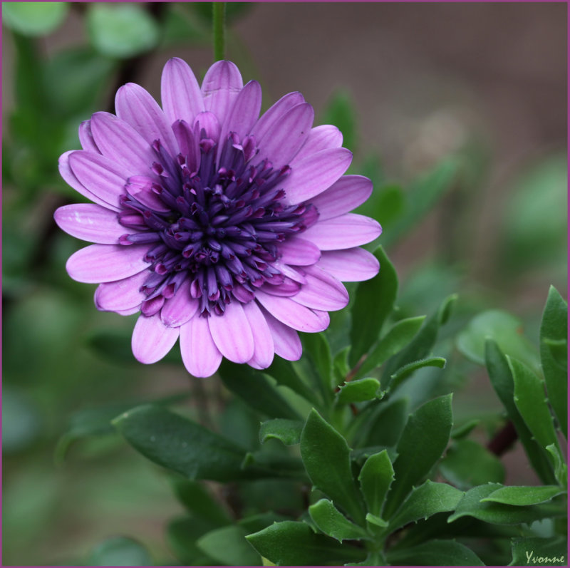 South African Daisy