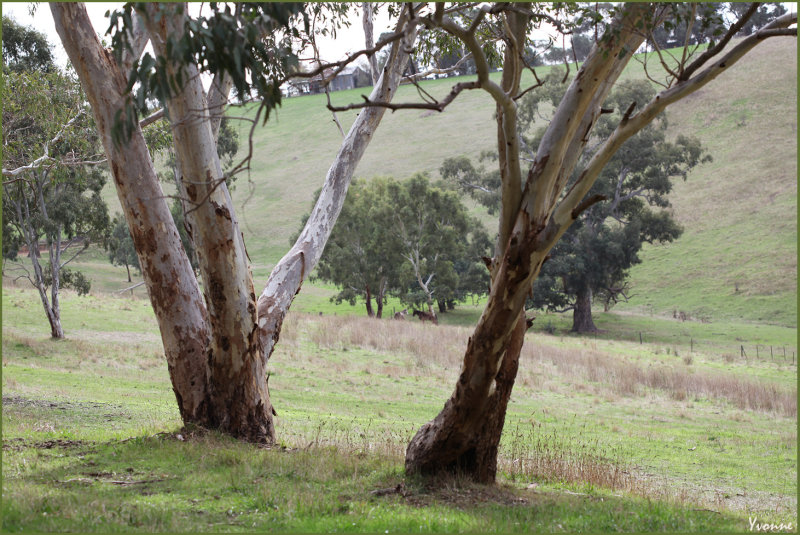 Two of koala's favourite trees