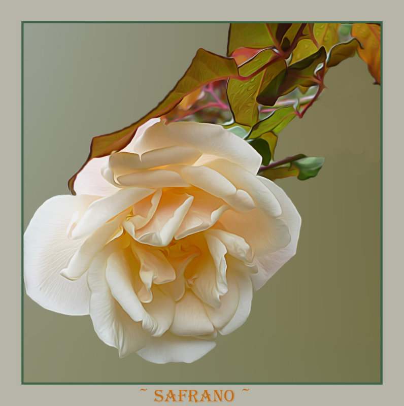 Old tea rose called Safrano