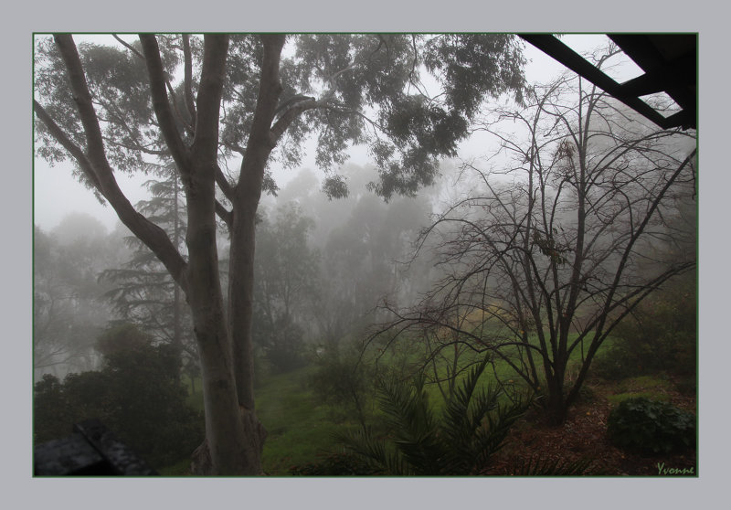 Misty Morning in June