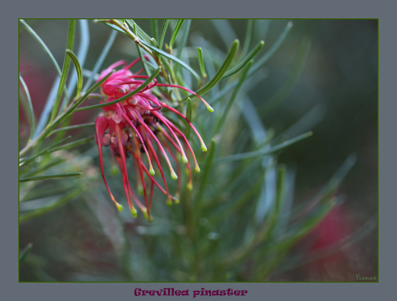 Grevillea - or Spider Flower