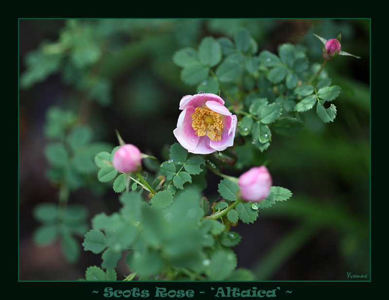 Scots rose Altaica
