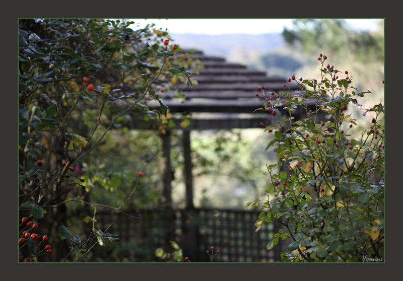 Display of the rose hips