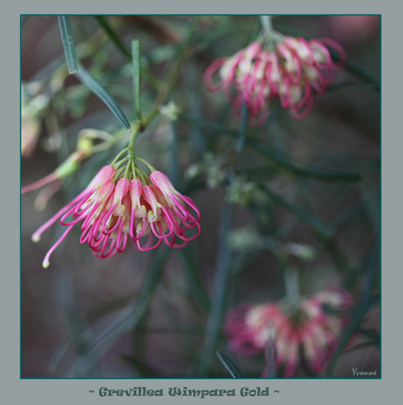 Another Grevillea